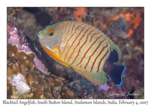 Blacktail Angelfish