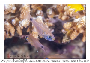 Orangelined Cardinalfish