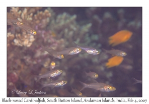 Black-nosed Cardinalfish