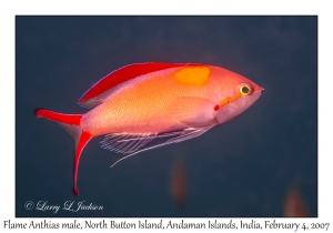 Flame Anthias male