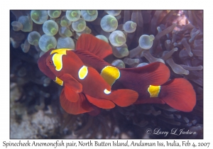 Spinecheek Anemonefish pair