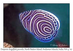 Emperor Angelfish juvenile