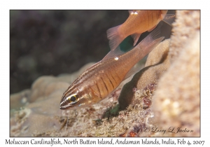 Moluccan Cardinalfish