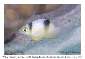 White Damsel juvenile