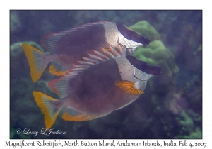 Magnificent Rabbitfish