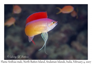 Flame Anthias male