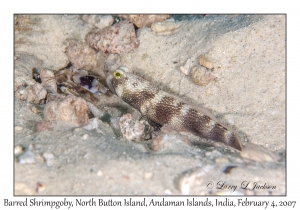 Barred Shrimpgoby