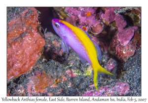 Yellowback Anthias female