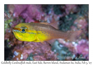 Goldbelly Cardinalfish male
