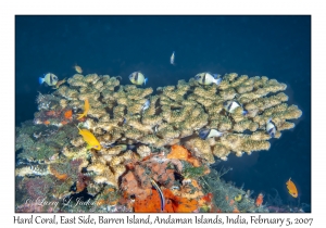 Cauliflower Coral