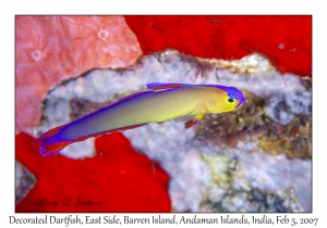 Decorated Dartfish