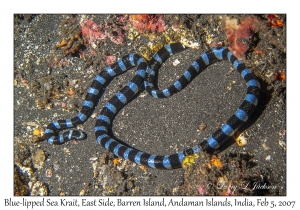 Blue-lipped Sea Krait