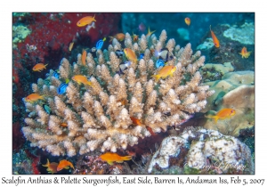 Scalefin Anthias & Palette Surgeonfish juveniles