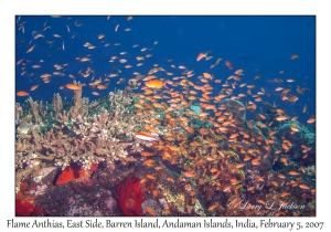 Flame Anthias