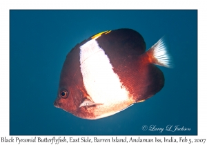 Black Pyramid Butterflyfish