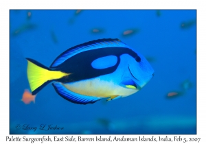 Palette Surgeonfish