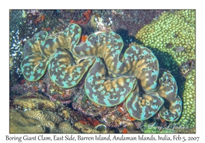 Boring Giant Clam