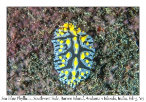 Sea Blue Phyllidia