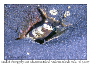 Saddled Shrimpgoby