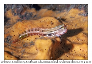 Unknown Coralblenny