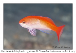 Silverstreak Anthias female