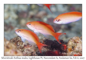 Silverstreak Anthias males