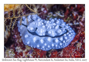 Unknown Sea Slug