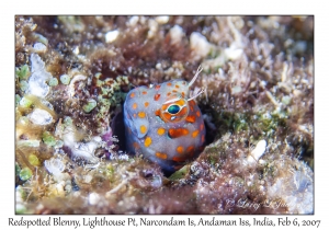 Redspotted Blenny