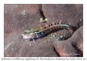 Unknown Coralblenny