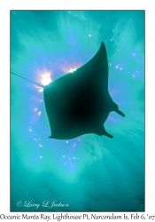 Oceanic Manta Ray