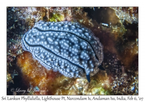 Sri Lankan Phyllidiella