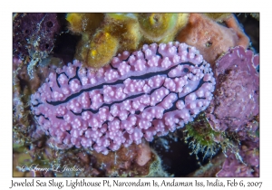 Jeweled Sea Slug
