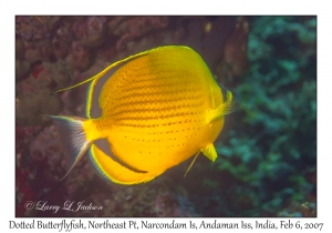 Dotted Butterflyfish