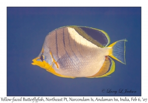 Yellow-faced Butterflyfish