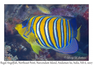 Regal Angelfish