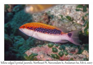 Yellow-edged Lyretail juvenile