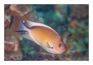 Zebra Angelfish female