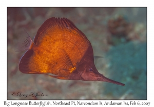 Big Longnose Butterflyfish variation