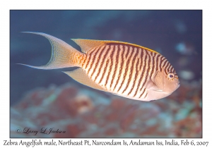 Zebra Angelfish male