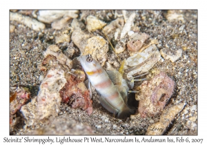 Steinitz' Shrimpgoby