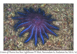 Crown-of-Thorns Sea Star