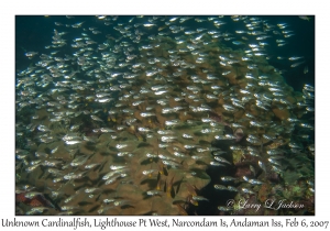 Unknown Cardinalfish