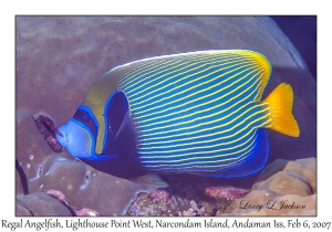 Emperor Angelfish