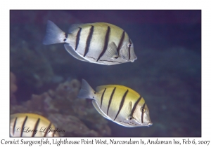 Convict Surgeonfish