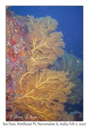 Sea Fans