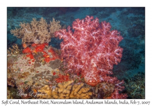 Soft Coral