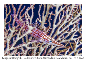 Longnose Hawkfish