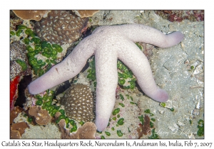 Catala's Sea Star