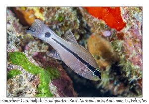 Spurcheek Cardinalfish