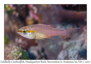 Goldbelly Cardinalfish